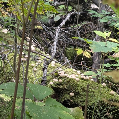 Pear-shaped Puffball