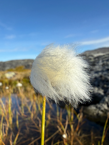 Eriophorum scheuchzeri, photograph 6