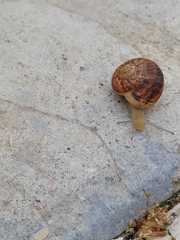 Eobania vermiculata