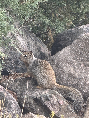 Rock Squirrel