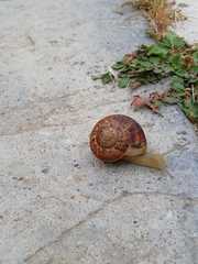 Eobania vermiculata