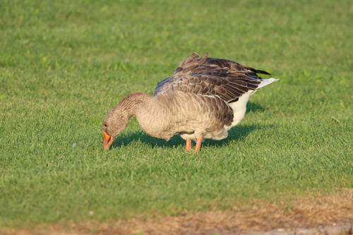 iNaturalist image