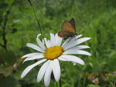 Lycaena helle