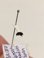 Dactylosternum abdominale