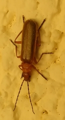 Rhagonycha nigritarsis