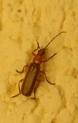 Rhagonycha nigritarsis