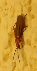 Rhagonycha nigritarsis
