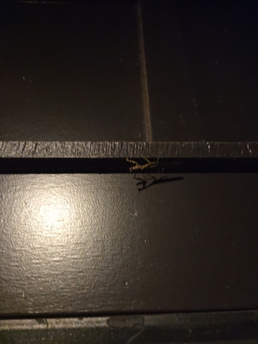 Carolina Mantis