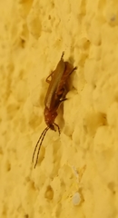 Rhagonycha nigritarsis