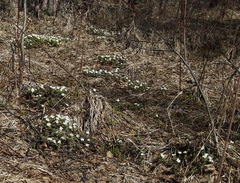 Anemonoides amurensis