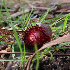 Corybas fimbriatus