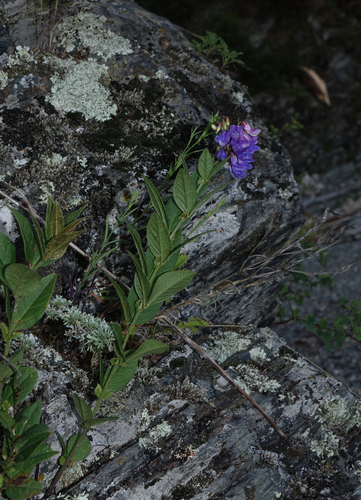 Vicia unijuga, photograph 6