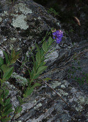 Vicia unijuga, photograph (c) Oleg Kosterin, some rights reserved (CC BY)