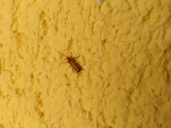 Rhagonycha nigritarsis