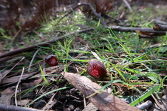 Corybas fimbriatus