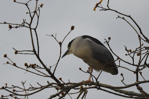 Black-crowned Night Heron