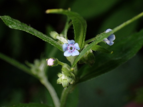Cynoglossum asperrimum (Cynoglossum asperrimum)