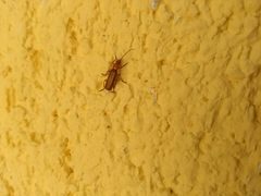 Rhagonycha nigritarsis