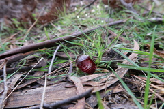 Corybas fimbriatus