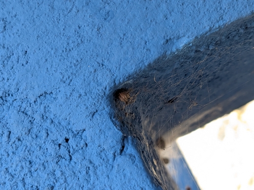 Brown Widow