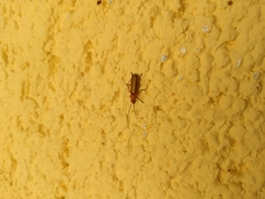 Rhagonycha nigritarsis