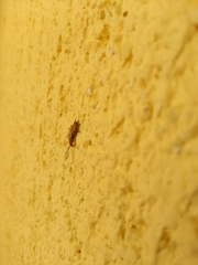 Rhagonycha nigritarsis