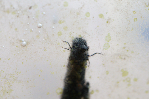 iNaturalist observation photo of Caddisflies