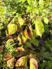 (c) Jenn (McPhee) Dyson, some rights reserved (CC BY) Viburnum rafinesqueanum, photograph (c) Jenn (McPhee) Dyson, some rights reserved (CC BY)