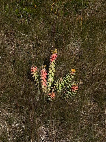 Rhodiola rosea, photograph 6