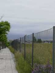 Galerida cristata