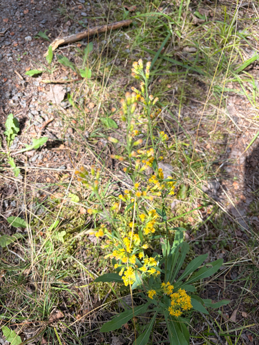 Solidago hispida, photograph 1