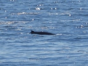 Common Minke Whale