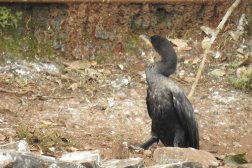 Neotropic Cormorant