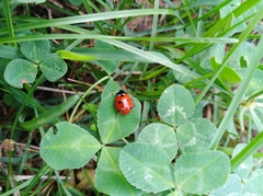 Coccinella septempunctata