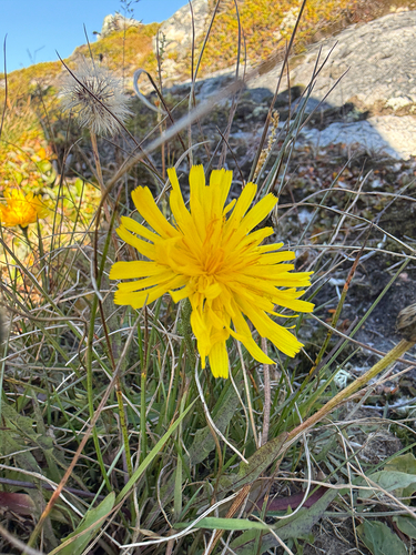 Lividrood havikskruid (Hieracium lividorubens)