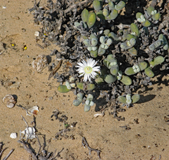 Wooleya farinosa