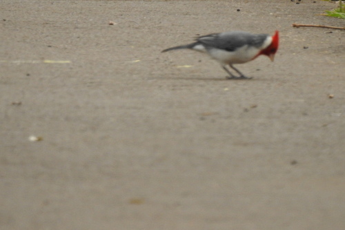 Red-crested Cardinal