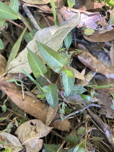 Persicaria strigosa observed 2026-09-08