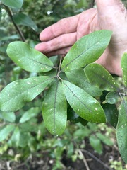 Pittosporum ralphii