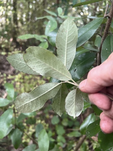 Pittosporum ralphii, photograph 2