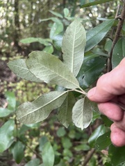 Pittosporum ralphii, photograph author not stated, no rights reserved