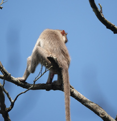 Macaca radiata