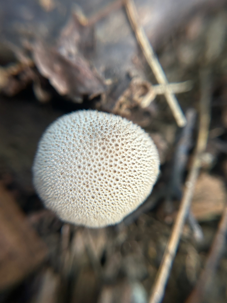 common puffball · September 2026 · photo: Photo: (c) Bethany Dennis, some rights reserved (CC BY) · iNaturalist