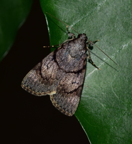 Audea blochwitzi · iNaturalist
