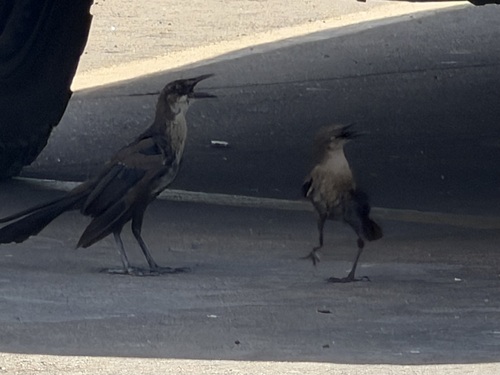Great-tailed Grackle