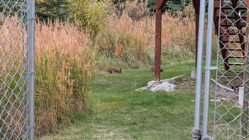 Snowshoe Hare