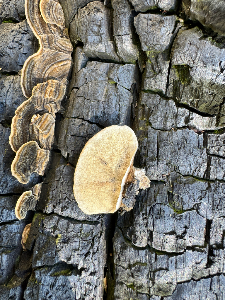 turkey-tail · September 2026 · photo: Photo: (c) Sundari Masters, some rights reserved (CC BY) · iNaturalist