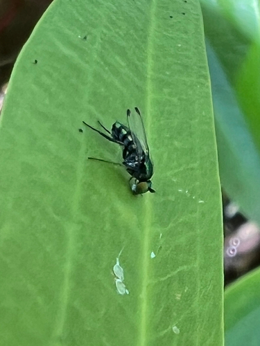 Dolichopus setifer