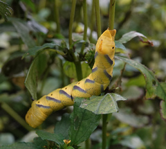Acherontia