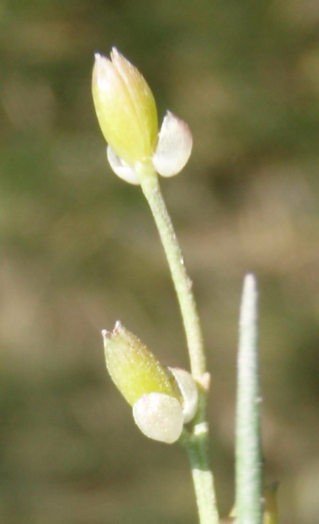 Triglochin bulbosa (Triglochin bulbosa)